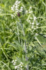Delphinium retropilosum