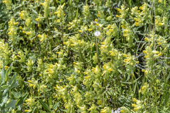 Rhinanthus serotinus aestivalis