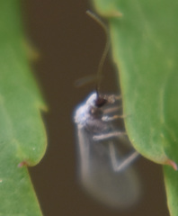Coniopteryx
