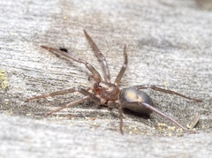 Sagana rutilans