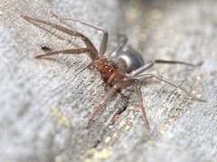 Sagana rutilans
