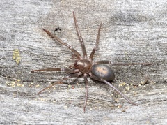 Sagana rutilans