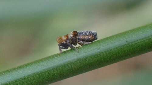 Conomelus lorifer