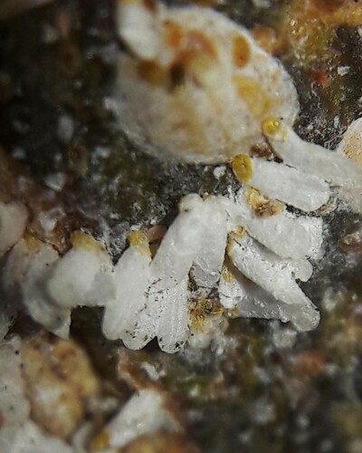 white peach scale