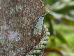 Pyrops watanabei
