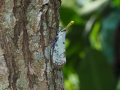 Pyrops watanabei
