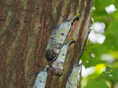 Pyrops watanabei