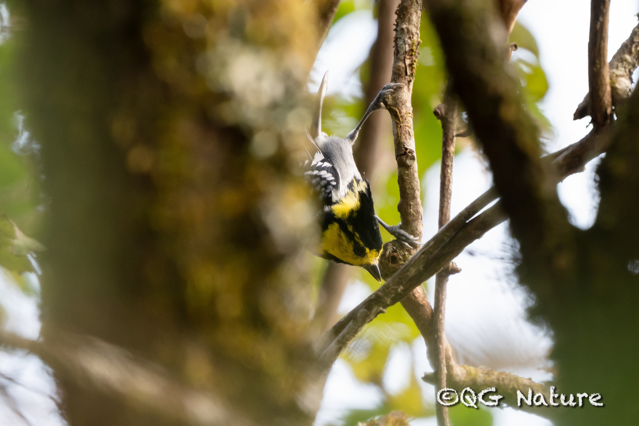 Yellow-cheeked Tit