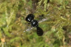 Crossocerus