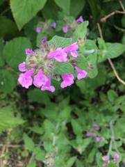 Clinopodium vulgare