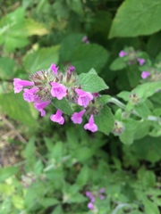 Clinopodium vulgare