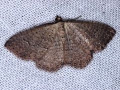 Chrysolarentia microcyma