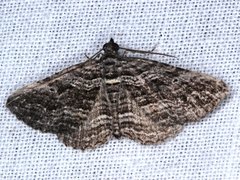 Chrysolarentia severata