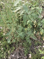 Astragalus williamsii