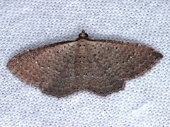 Chrysolarentia microcyma