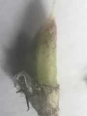 Astragalus williamsii