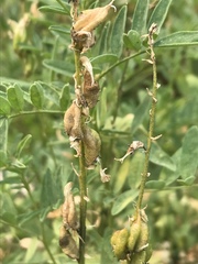 Astragalus williamsii