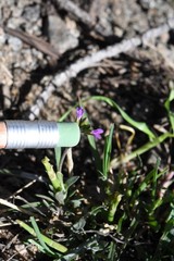 Boechera suffrutescens