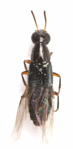 Quedius seriatus