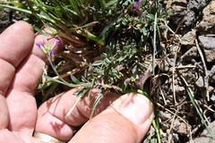 Boechera suffrutescens