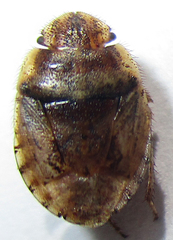 Sciocorini