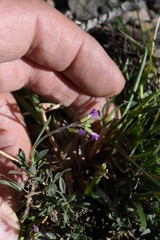 Boechera suffrutescens