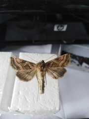 Euchalcia variabilis