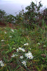 Ornithogalum montanum