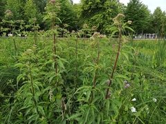 Eupatorium cannabinum