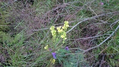 Linaria vulgaris