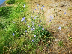 Cichorium intybus