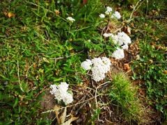 Achillea millefolium