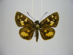 Pardaleodes edipus