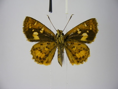 Pardaleodes edipus