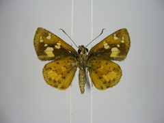 Pardaleodes edipus