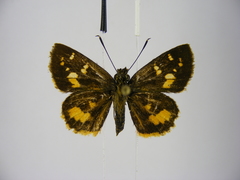 Pardaleodes edipus