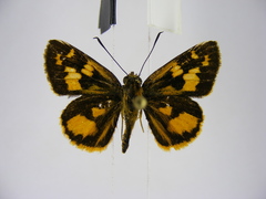 Pardaleodes edipus