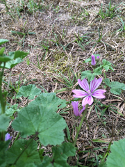 Malva sylvestris sylvestris