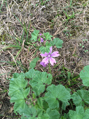 Malva sylvestris sylvestris