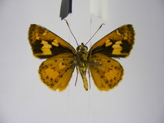 Pardaleodes edipus