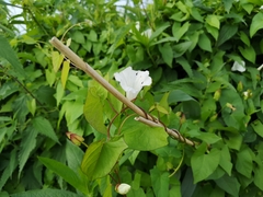 Calystegia sepium