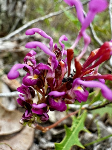 Image of Grevillea quercifolia by (c) pimelea, some rights reserved (CC BY)