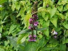 Stachys palustris