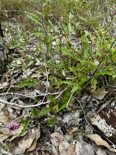 Image of Grevillea quercifolia by (c) pimelea, some rights reserved (CC BY)
