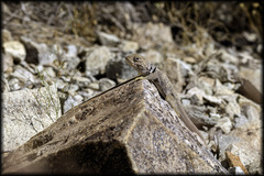 Crotaphytus nebrius