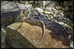 Crotaphytus nebrius