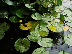 Nuphar lutea