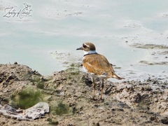 Charadrius vociferus