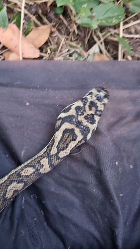 Coastal Carpet Python sighting