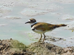 Charadrius vociferus
